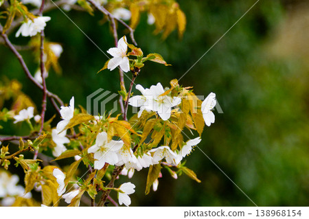 Blooming of Yamazakura, the basic wild species of the Japanese endemic genus Cherry 138968154