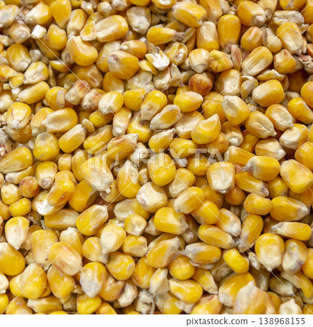 Yellow corn, commonly used for animal feed or as a cereal grain. Yellow corn, commonly used for animal feed or as a cereal grain. 138968155
