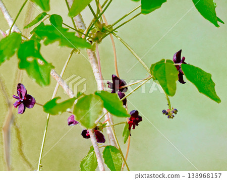 Male and female flowers of Akebia quinata, a deciduous vine of the Akebia aceae family 138968157