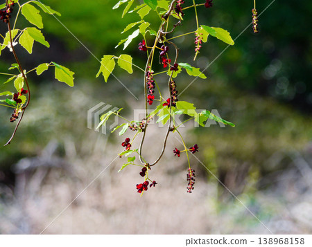 Male and female flowers of Akebia quinata, a deciduous vine of the Akebia aceae family 138968158