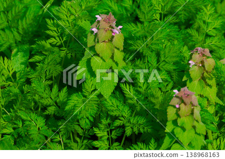 原產於歐洲的多年生植物唇形科植物的開花。 138968163