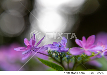Bokeh and the side profile of a lacecap hydrangea 138968592
