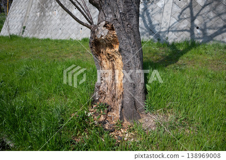 As trees age, they rot and deteriorate, posing a risk of falling. As trees age, they rot and deteriorate, posing a risk of falling. 138969008
