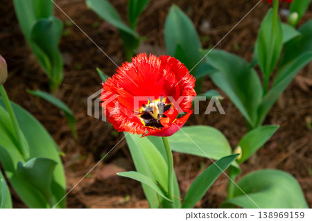 紅色的花朵 138969159