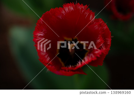 暗紅色 138969160