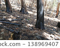 Mountain trail, fire site 138969407