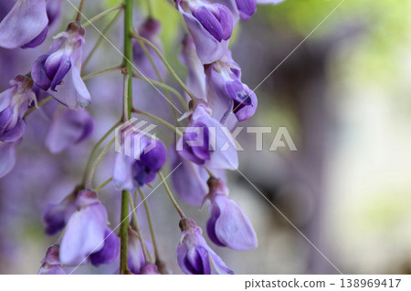 Close-up of a wisteria flower cluster Close-up of a wisteria flower cluster 138969417
