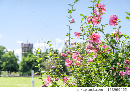 札幌市百合原公園的木槿(單紅) 札幌市百合原公園的木槿(單紅) 138969465