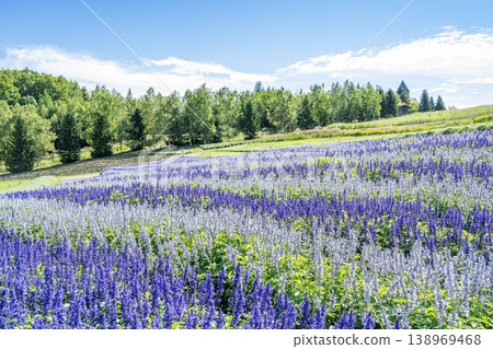Salvia 瀧野鈴蘭之丘公園 札幌市 Salvia 瀧野鈴蘭之丘公園 札幌市 138969468