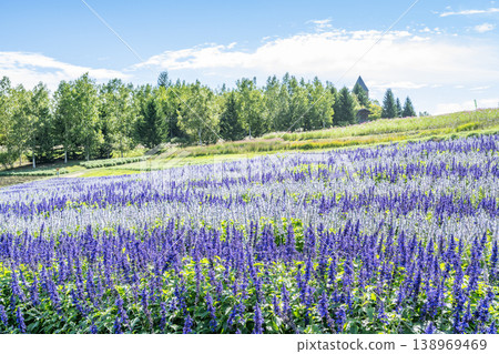 Salvia 瀧野鈴蘭之丘公園 札幌市 Salvia 瀧野鈴蘭之丘公園 札幌市 138969469