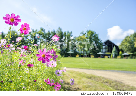 札幌市瀧野鈴蘭山坡公園鄉村別墅,波斯菊 札幌市瀧野鈴蘭山坡公園鄉村別墅,波斯菊 138969473