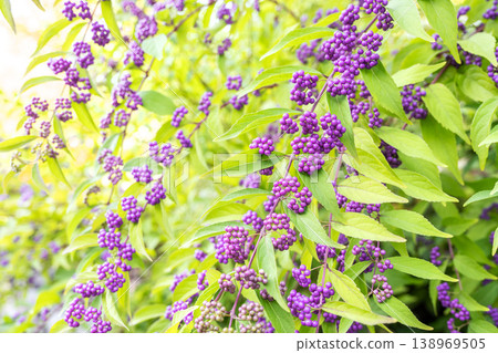 Japanese beautyberry (Callicarpa japonica), Yurigahara Park, Sapporo City 138969505