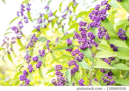日本紫珠(Callicarpa japonica),札幌市百合原公園 日本紫珠(Callicarpa japonica),札幌市百合原公園 138969508