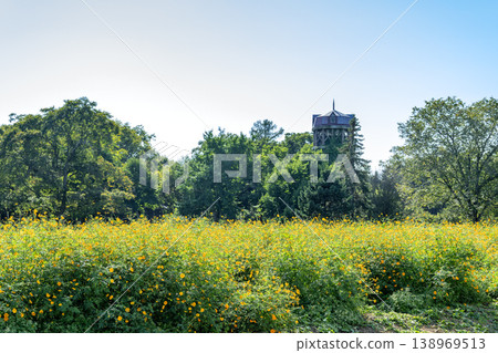 Yellow cosmos flowers, Yurigahara Park, Sapporo City 138969513