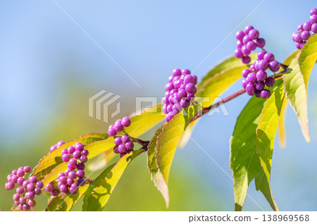 日本紫珠(Callicarpa japonica),札幌市百合原公園 日本紫珠(Callicarpa japonica),札幌市百合原公園 138969568