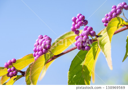 Japanese beautyberry (Callicarpa japonica), Yurigahara Park, Sapporo City Japanese beautyberry (Callicarpa japonica), Yurigahara Park, Sapporo City 138969569