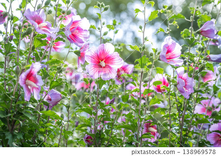Rose of Sharon (Purple Pillar), Yurigahara Park, Sapporo City Rose of Sharon (Purple Pillar), Yurigahara Park, Sapporo City 138969578