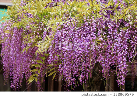 紫藤花盛開了。 紫藤花盛開了。 138969579