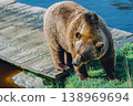 A large brown bear moves from a wooden scaffolding to the water's edge. 138969694