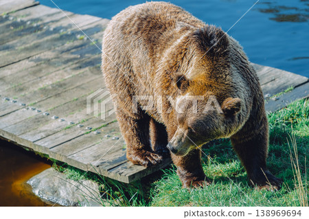 A large brown bear moves from a wooden scaffolding to the water's edge. A large brown bear moves from a wooden scaffolding to the water's edge. 138969694