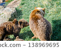 A bear cub emerges from the water's edge onto the grassland, shaking off the water with its body. 138969695