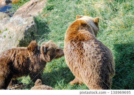A bear cub emerges from the water's edge onto the grassland, shaking off the water with its body. A bear cub emerges from the water's edge onto the grassland, shaking off the water with its body. 138969695