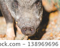 A close-up of a pig's face, highlighting its damp snout, mud, and coarse hair. 138969696