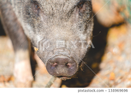 A close-up of a pig's face, highlighting its damp snout, mud, and coarse hair. 138969696
