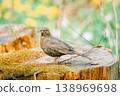 A female blackbird stands on a tree stump, holding an insect in her beak. 138969698