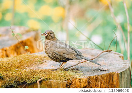 A female blackbird stands on a tree stump, holding an insect in her beak. 138969698