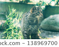 A wildcat standing with its head turned to the side. 138969700