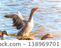 A graylag goose spreads its wings wide and flaps them on the water's surface. 138969701