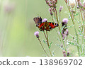 A peacock butterfly spreads its wings on a thistle flower. 138969702