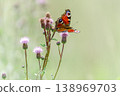 A peacock butterfly spreads its wings on a thistle flower. 138969703