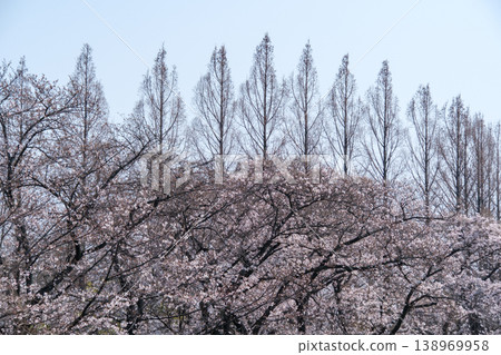 Sakura and row of trees Sakura and row of trees 138969958