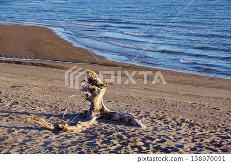 A beach where driftwood washed up A beach where driftwood washed up 138970091