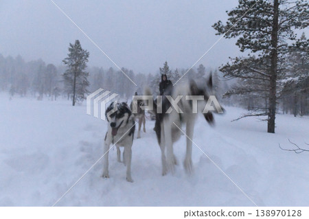 Dog sledding in Norway 138970128