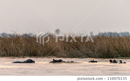 Hippos in the Okavango Delta Hippos in the Okavango Delta 138970135