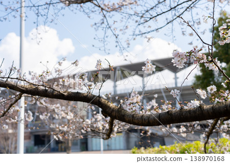 Cherry blossoms and Fukuda Denshi Arena <Chiba City, Chiba Prefecture / End of March 2026> Cherry blossoms and Fukuda Denshi Arena <Chiba City, Chiba Prefecture / End of March 2026> 138970168
