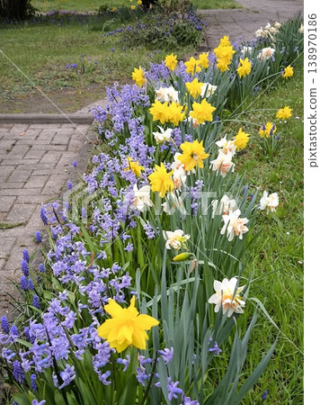 A bright spring flowerbed with yellow daffodils and blue hyacinths 138970186
