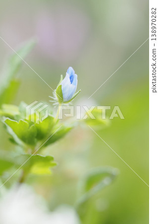 波斯speedwell開花 138970282