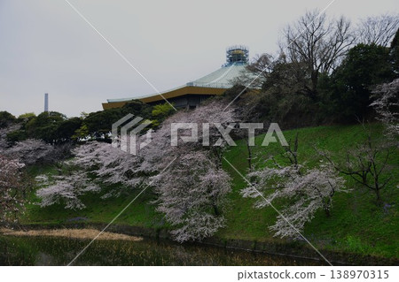 [Tokyo, Chidorigafuchi] Spring: Cherry blossoms in full bloom at Budokan 138970315