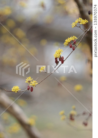 山茱萸的花和果實 138970374