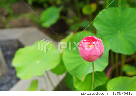 Lotus flower buds Lotus flower buds 138970412