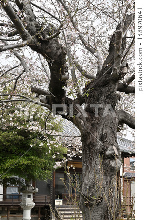岩槻漫步:妙惠寺、真言宗地山派 岩槻漫步:妙惠寺、真言宗地山派 138970641