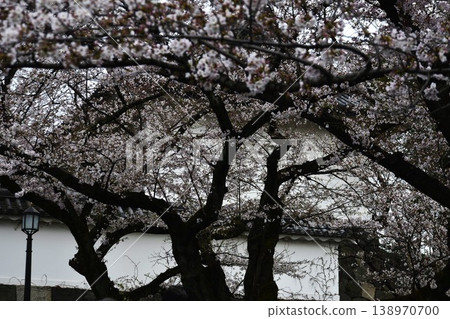 [Tokyo, Chidorigafuchi] Cherry blossoms in full bloom at the Imperial Palace, Tayasu Gate 138970700