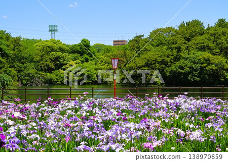 花鳶尾盛開 花鳶尾盛開 138970859