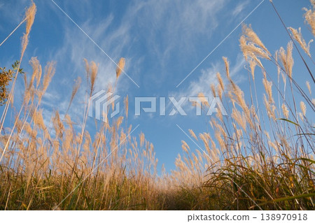 A view looking up at the ears of grain in an autumn grassland stretching towards the blue sky. A view looking up at the ears of grain in an autumn grassland stretching towards the blue sky. 138970918