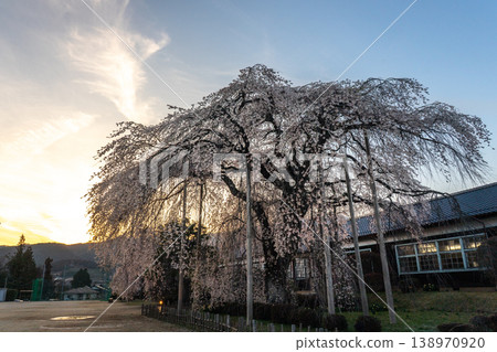A large weeping cherry tree against the backdrop of the setting sun at Kinehara School, Nagano Prefecture. 138970920