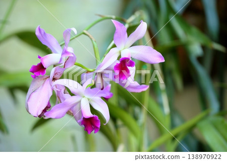Orchid flower: Laelia anceps Orchid flower: Laelia anceps 138970922